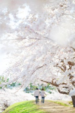 Japonya 'da kiraz çiçekleri var.