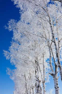 Buz kaplı ağaç ve mavi gökyüzü