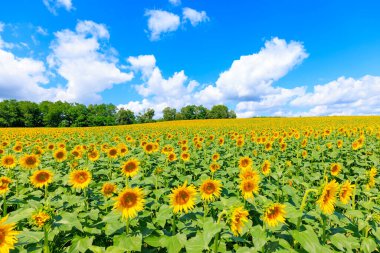 Ayçiçeği tarlası ve mavi gökyüzü