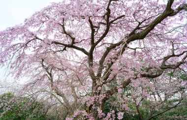 Hokkaido 'da ağlayan kiraz çiçekleri