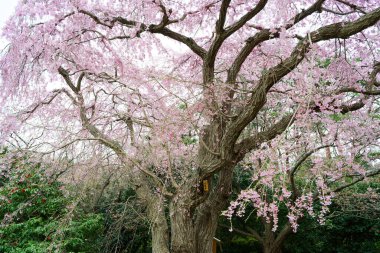 Hokkaido 'da ağlayan kiraz çiçekleri