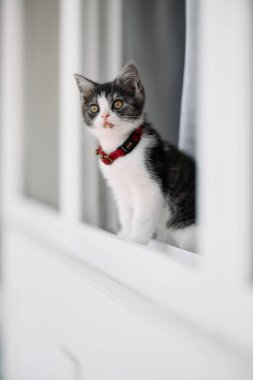 Pencerenin yanındaki sevimli kedi yavrusu.