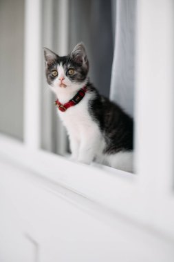 Pencerenin yanındaki sevimli kedi yavrusu.