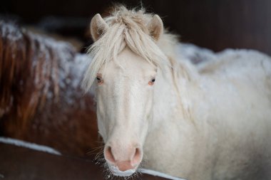 Dosanko atı kış ahırında