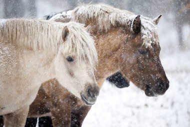 Dosanko atı kış ahırında