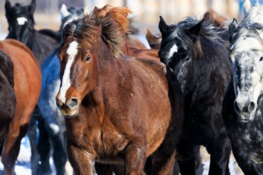 Koşan at kışın hokkaido