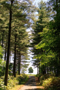 Tek bir ağaca giden bir yol.