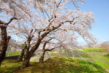 Japonya 'da kiraz çiçekleri var.