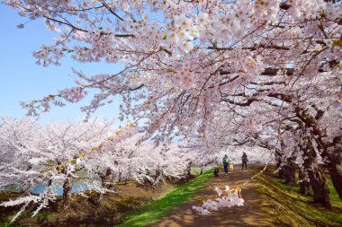 Japonya 'da kiraz çiçekleri var.