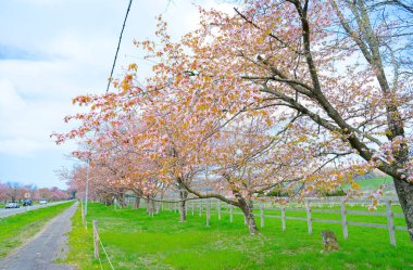 Shizunai hokkaido 'da kiraz çiçekleri