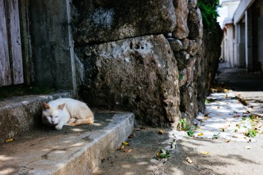 Okinawa Japonya 'da sokak kedisi