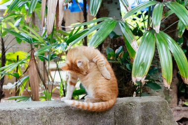 Okinawa Japonya 'da sokak kedisi