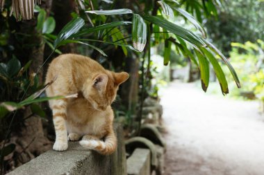 Okinawa Japonya 'da sokak kedisi