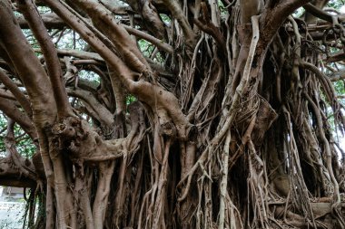 Sogenji parkındaki büyük banyan ağacı.