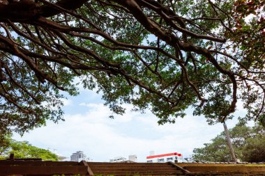 Sogenji parkındaki büyük banyan ağacı.