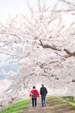 Japonya 'da kiraz çiçekleri var.