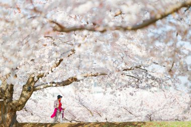 Japonya 'da kiraz çiçekleri var.