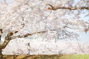 Japonya 'da kiraz çiçekleri var.