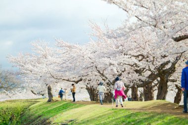 Japonya 'da kiraz çiçekleri var.