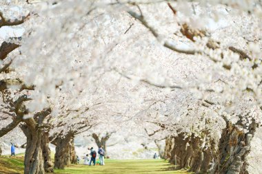 Japonya 'da kiraz çiçekleri var.