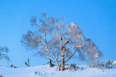 Kış hokkaido 'sunda don kaplı ağaç