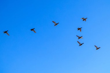 Mavi gökyüzünde uçan bir ördek sürüsü