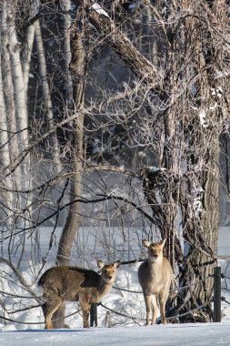 Japonya Hokkadio 'da Geyik