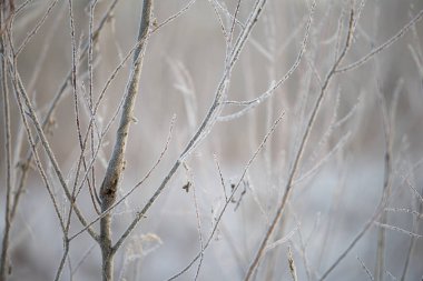 Kışın soğuk sis Hokkaido