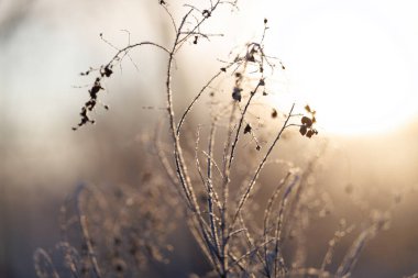 Kış Hokkaido 'sunda ölü ot