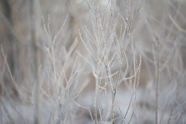 Kış Hokkaido 'sunda ölü ot