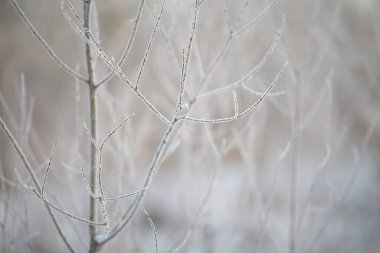 Kış Hokkaido 'sunda ölü ot