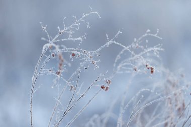 Kış Hokkaido 'sunda ölü ot