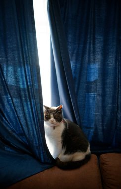 Pencerenin yanında bir kedi