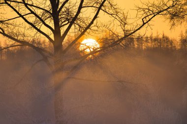 Kış nehri sisi ve ağaçları
