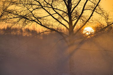 Kış nehri sisi ve ağaçları