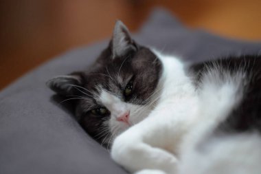 Kedi mindere kıvrılmış.