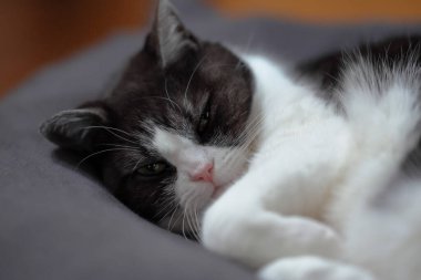 Kedi mindere kıvrılmış.