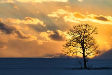 Ölü ağaç ve kışın gün doğumu