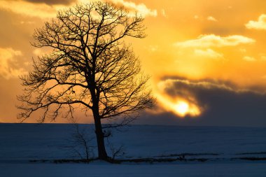 Ölü ağaç ve kışın gün doğumu