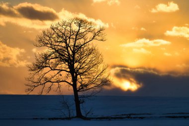 Ölü ağaç ve kışın gün doğumu