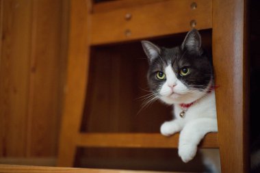 siyah ve beyaz kedi sandalyenin altında