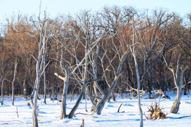Notsuke Yarımadası 'ndaki ölü ağaç ormanı