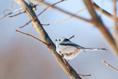 long tailed tit in winter