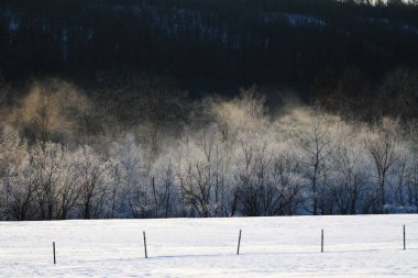 Soğuk sis ve ölü ağaç Kış sabahı