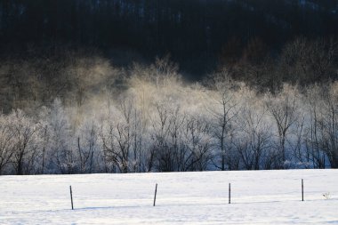 Soğuk sis ve ölü ağaç Kış sabahı