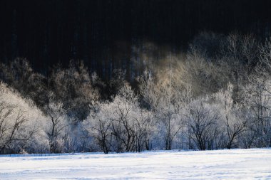 Soğuk sis ve ölü ağaç Kış sabahı