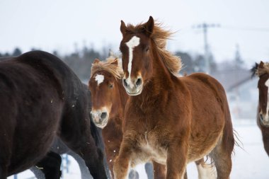 Koşan at kışın hokkaido
