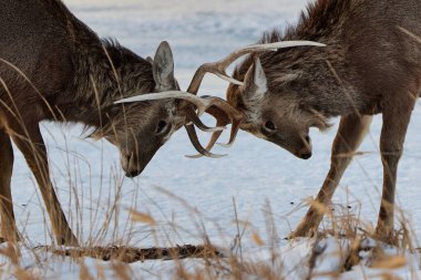 Ezo geyik boynuzları Hokkaido 'da