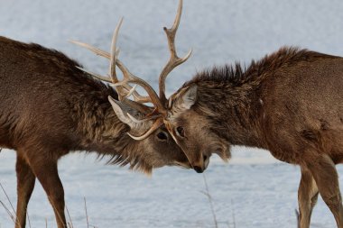 Ezo geyik boynuzları Hokkaido 'da