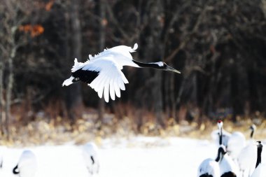 Kış Hokkaido 'sunda uçan vinç